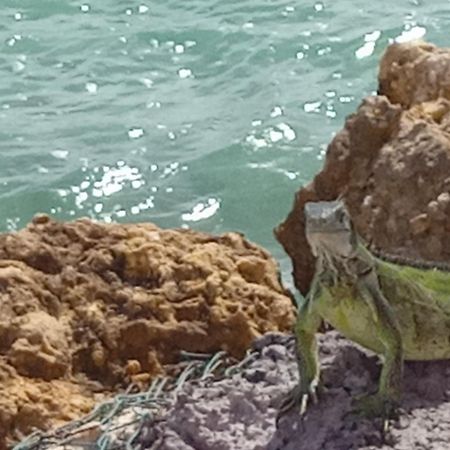 Apartamento Les Pieds Dans L'Eau Chez Syl Le Moule Exterior foto